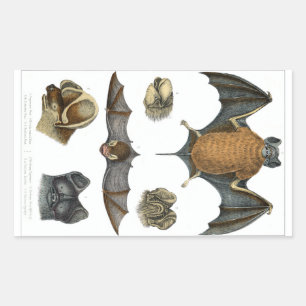 19th C. Bat Print Sticker