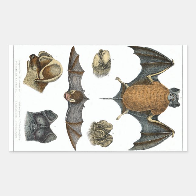 19th C. Bat Print Sticker (Front)
