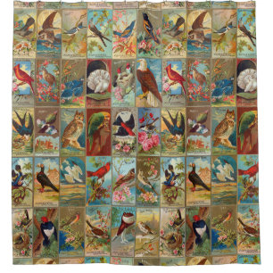 19th Century Birds of America Illustrations