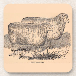 19th century Cotswold ewes print Coaster