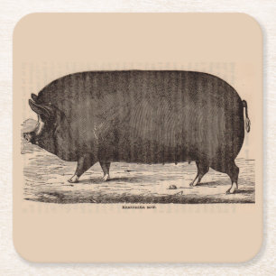 19th century farm animal print Berkshire sow no. 2 Square Paper Coaster