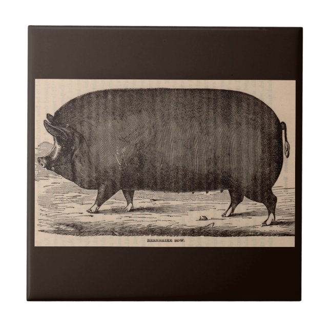 19th century farm animal print Berkshire sow no. 2 Tile (Front)
