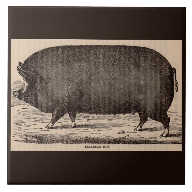 19th century farm animal print Berkshire sow no. 2 Tile (Front)