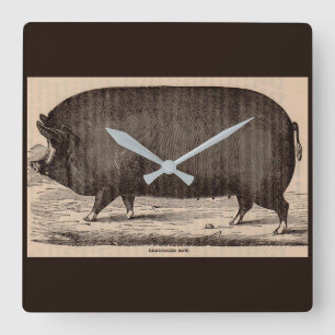 19th century farm animal print Berkshire sow pig Square Wall Clock