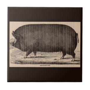 19th century farm animal print Berkshire sow pig Tile