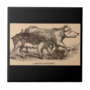19th century farm animal print pigs print tile