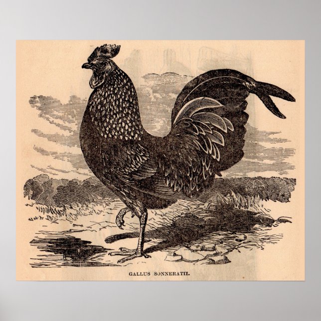 19th century Gallus Sonneratii rooster print (Front)