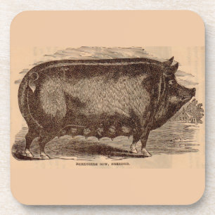 19th century pig print Berkshire sow no. 1 Coaster