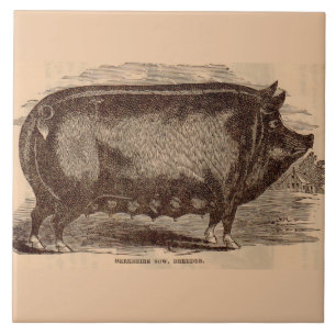19th century pig print Berkshire sow no. 1 Tile