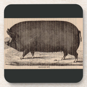 19th century pig print Berkshire sow no. 2 Coaster
