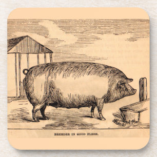 19th century pig print ‘Breeder in Good Flesh’ Coaster