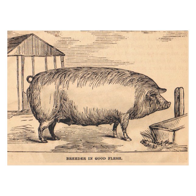 19th century pig print ‘Breeder in Good Flesh’ Tablecloth (Front (Horizontal))