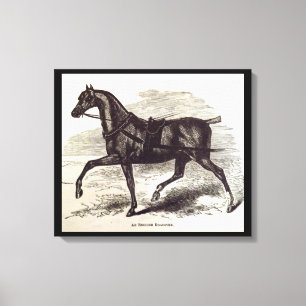 19th century print An English Roadster horse