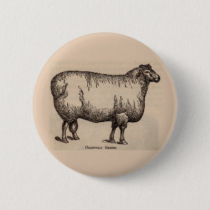 19th century print Cotswold sheep 2 Inch Round Button