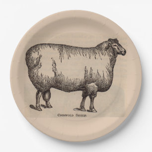 19th century print Cotswold sheep Paper Plate