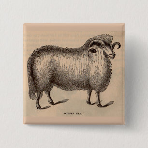 19th century print Dorset ram 2 Inch Square Button
