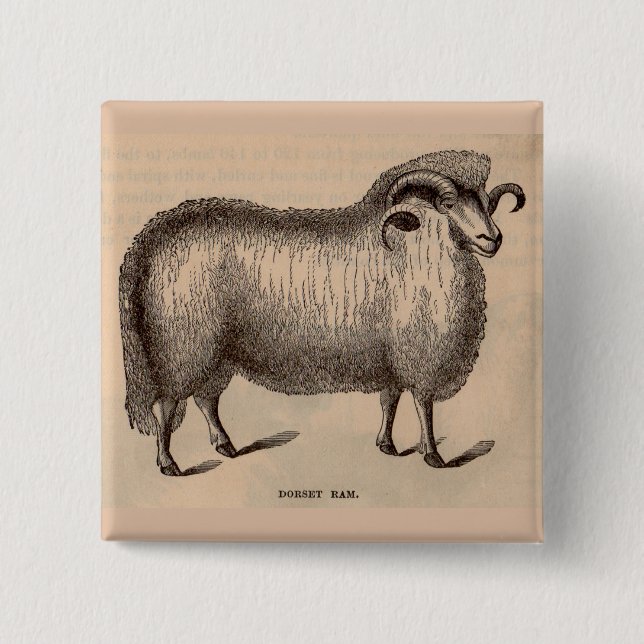 19th century print Dorset ram 2 Inch Square Button (Front)