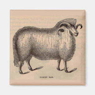 19th century print Dorset ram Magnet