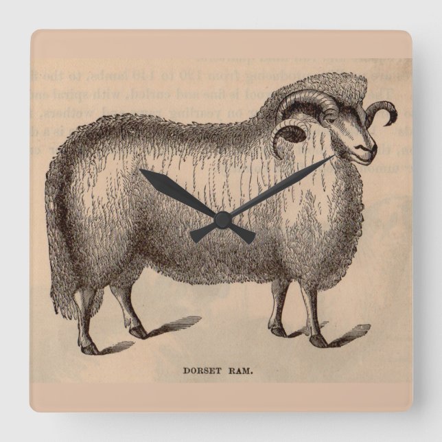 19th century print Dorset ram Square Wall Clock (Front)