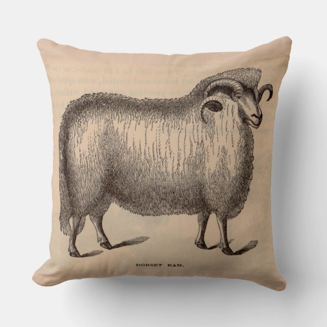 19th century print Dorset ram Throw Pillow (Front)