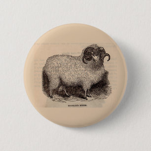 19th century print Highland sheep 2 Inch Round Button