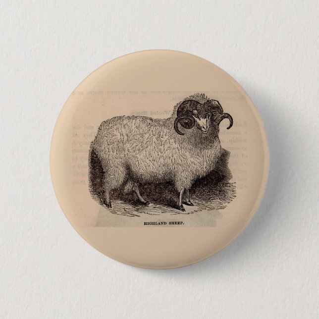 19th century print Highland sheep 2 Inch Round Button (Front)