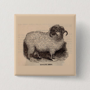 19th century print Highland sheep 2 Inch Square Button