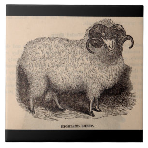 19th century print Highland sheep Tile
