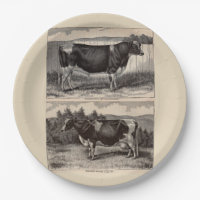 19th century print Holstein bull and heifer
