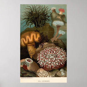 19th century print sea anemones