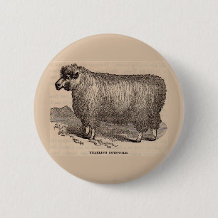 19th century print yearling Cotswold sheep 2 Inch Round Button