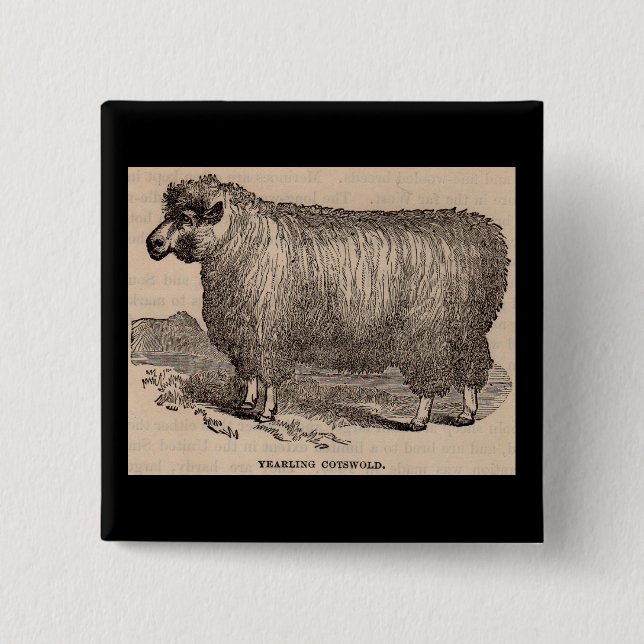 19th century print yearling Cotswold sheep 2 Inch Square Button (Front)