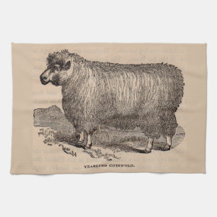 19th century print yearling Cotswold sheep Kitchen Towel
