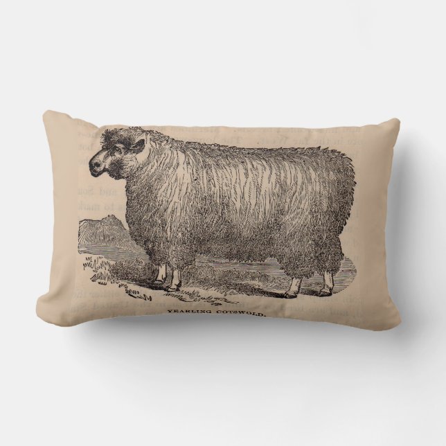 19th century print yearling Cotswold sheep Lumbar Pillow (Front)