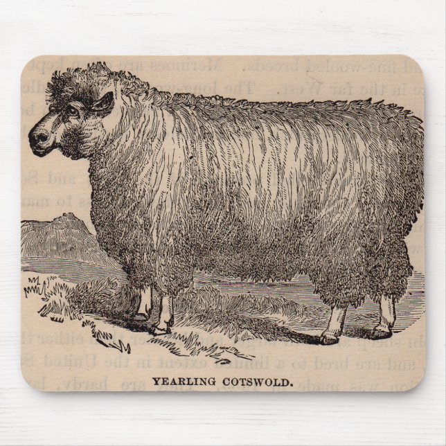 19th century print yearling Cotswold sheep Mouse Pad (Front)