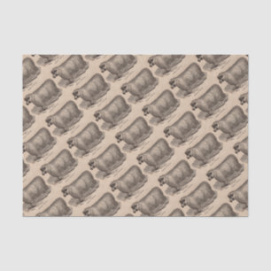 19th century print yearling Cotswold sheep Tissue Paper