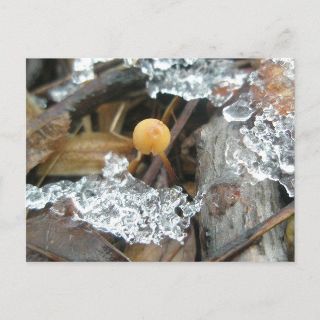 1/4" Mushroom December Postcard (Front)