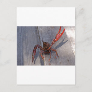 1 crawfish postcard