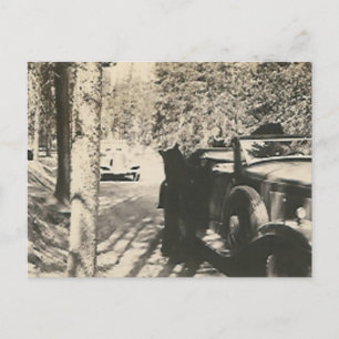 1 in 2 bears at car postcard
