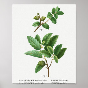 1 Kermes oak Quercus pseudo-coccifera 2 Cork oak Q Poster