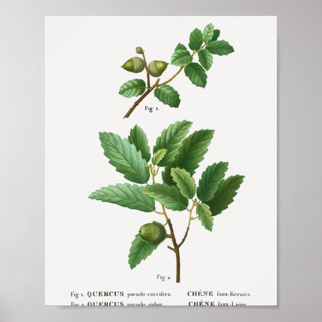 1 Kermes oak Quercus pseudo-coccifera 2 Cork oak Q Poster (Front)