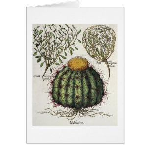 1.Melocactus; 2.Rosa Hiericontea aperta; 3.Rosa Hi