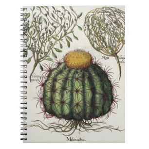 1.Melocactus; 2.Rosa Hiericontea aperta; 3.Rosa Hi Notebook