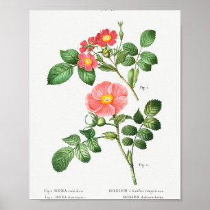 1 Redleaf rose (Rosa rubrifolia) 2 Japanese rose ( Poster