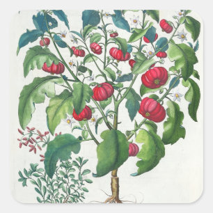 1.Solanum Pomiferum; 2.Amaracus vulgaris, from the Square Sticker
