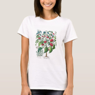 1.Solanum Pomiferum; 2.Amaracus vulgaris, from the T-Shirt