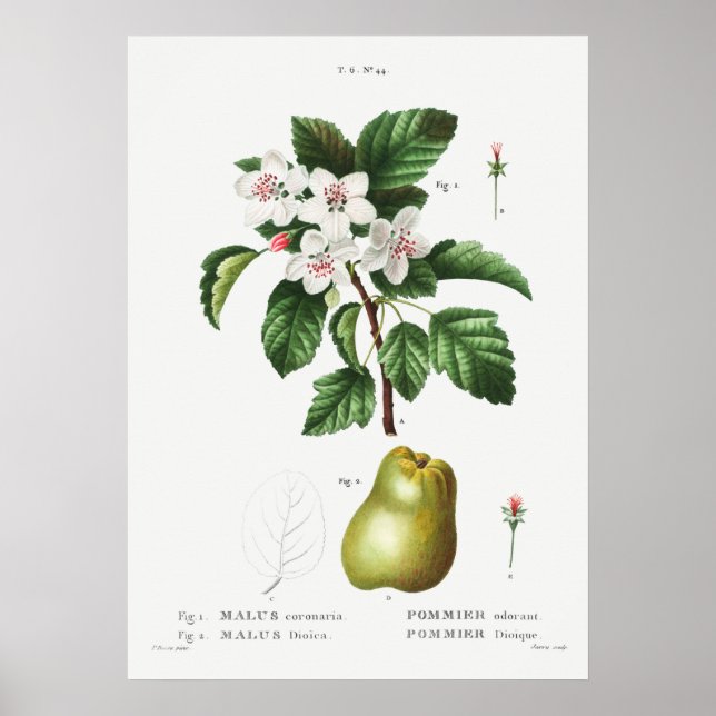 1 Sweet crabapple (Malus coronaria) 2 Apple (Malus Poster (Front)
