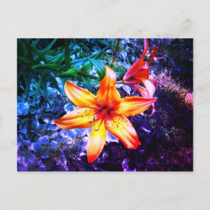 1DAYLILLY RAINBOW POSTCARD
