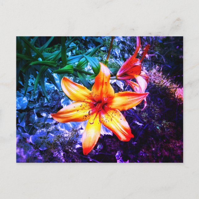 1DAYLILLY RAINBOW POSTCARD (Front)