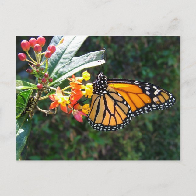 2008_0109_114022 POSTCARD (Front)